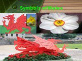 Symbols of Wales