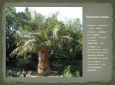 Винная пальма. ВИННАЯ ПАЛЬМА - виды пальм главным образом рода рафия, соцветия которых содержат сахаристый сок, идущий на изготовление вина. Из молодых листьев винной пальмы получают волокно, используемое в садоводстве для подвязывания растений.