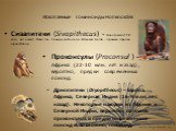 Ископаемые гоминоиды Hominoidea. Сивапитеки (Sivapithecus) - Азия (около 12-8 млн. лет назад): Пакистан, Северная Индия и Южный Китай - прямые предки орангутанов. Проконсулы (Proconsul ) – Африка (22-10 млн. лет назад), вероятно, предки современных понгид. Дриопитеки (Dryopithecus) – Европа, Африка,