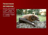 Гигантская вечерница. Является самой крупной летучей мышью в Европе и России. Охотится по лесным опушкам и поверхностям водоемов. Живет в дуплах деревьев в колониях других летучих мышей.
