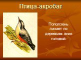 Птица-акробат. Поползень лазает по деревьям вниз головой.