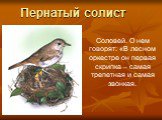 Пернатый солист. Соловей. О нем говорят: «В лесном оркестре он первая скрипка – самая трепетная и самая звонкая.