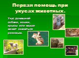 Укус домашней собаки, кошки, крысы или мыши может оказаться роковым.