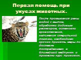 После промывания раны водой с мылом, обработки йодовым раствором, остановки кровотечения, наложения стерильной повязки, необходимо срочно принять меры по доставке пострадавшего в ближайший медпункт и провести курс прививок.