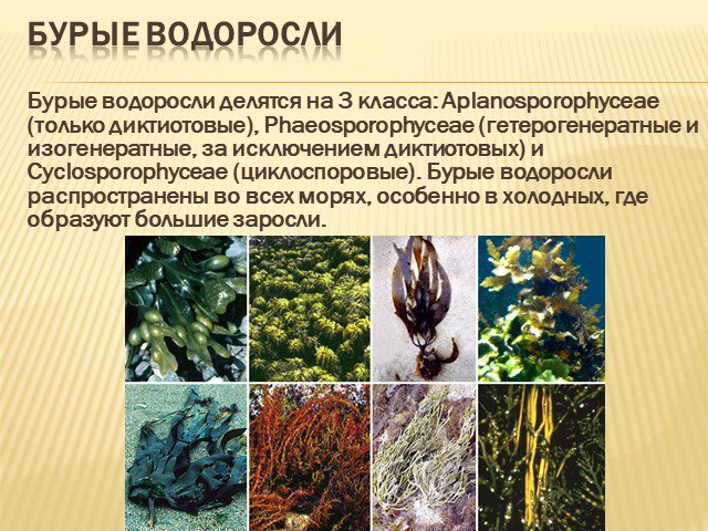 Разнообразие водорослей биология. Бурые водоросли биология. Класс бурые водоросли. Водоросли презентация.