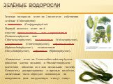 Зелёные водоросли. Зеленые водоросли делят на 2 подотдела: собственно зелёные (Chlorophytina) и конъюгаты (Conjugatophytina). Первый подотдел делят на 6 классов: протококковые, или хлорококковые (Protococcophyceae или Chlorococcophyceae), вольвоксовые (Volvocophyceae),улотриксовые (Ulotrichophyceae)