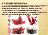 Красные водоросли. Красные водоросли включают 600 родов (3750 видов) и делятся на 2 класса: Bangiophyceae (бангиевые) и Floridophyceae (флоридеи).  Красные водоросли обитают преимущественно в морях, меньше в пресных водах и почве.