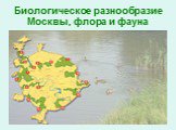 Биологическое разнообразие Москвы, флора и фауна Слайд: 12