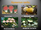 Ядовитые грибы Мухомор Желчный гриб Ложноопёнок Бледная поганка