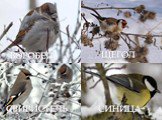 По-весеннему начинают петь птицы, которые пережили долгую, голодную зиму.