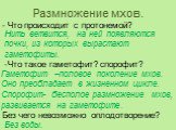 Без чего невозможно оплодотворение? - Что происходит с протонемой? Нить ветвится, на ней появляются почки, из которых вырастают гаметофиты. -Что такое гаметофит? спорофит? Гаметофит –половое поколение мхов. Оно преобладает в жизненном цикле. Спорофит- бесполое размножение мхов, развивается на гамето