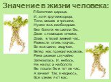 Значение в жизни человека: Я болотная царица, И, хотя кругом водица, Топи, мошка и трясина, Нужно все, необходимо. Без болота не смогли бы, Даже с помощью огнива, Дома, в тихий зимний час, Развести огонь подчас. Во все щели, задувая, Ветер нас пронзил насквозь. Рана рваная случайно Загноилась. И, не