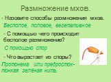 Размножение мхов. - Назовите способы размножения мхов. Бесполое, половое, вегетативное. - С помощью чего происходит бесполое размножение? С помощью спор. - Что вырастает из споры? Протонема или предросток- тонкая зелёная нить.