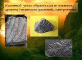 Каменный уголь образовался из остатков древних гигантских растений, папоротника