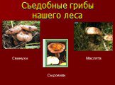 Съедобные грибы нашего леса. Свинухи Сыроежки Маслята