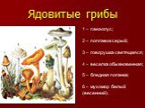Ядовитые грибы. 1 – панэолус; 2 – поплавок серый; 3 – говорушка светящаяся; 4 – веселка обыкновенная; 5 – бледная поганка; 6 – мухомор белый (весенний).