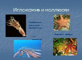 Иглокожие и моллюски. Морские звезды. Головоногие моллюски – каракатица…. …и осьминог