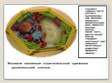 Укажите основные отличительные признаки растительной клетки. Назовите главные части клетки и выполняемые ими функции. Объясните биологическую роль процесса деления клетки. Какая часть растительной клетки содержит клеточный сок? запасные питательные вещества? продукты обмена?