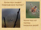 Зачем паук съедает поврежденную паутину? Зачем паук ест паутину покрытую росой?
