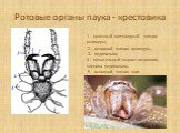 Ротовые органы паука - крестовика. 1 - конечный когтевидный членик хелицеры, 2 - основной членик хелицеры, 3 - педипальпа, 4 - жевательный вырост основного, членика педипальпы, 5 - основной членик ноги
