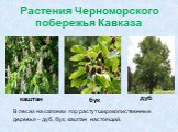 Растения Черноморского побережья Кавказа. В лесах на склонах гор растут широколиственные деревья – дуб, бук, каштан настоящий. каштан дуб бук
