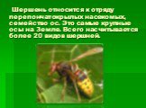 Шершень относится к отряду перепончатокрылых насекомых, семейство ос. Это самые крупные осы на Земле. Всего насчитывается более 20 видов шершней.