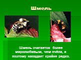 Шмель. Шмель считается более миролюбивым, чем пчёла, и поэтому нападает крайне редко.