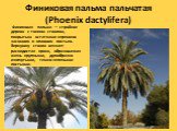 Финиковая пальма пальчатая (Phoenix dactylifera). Финиковая пальма — стройное дерево с тонким стволом, покрытым остатками черешков засохших и опавших листьев. Верхушку ствола венчает раскидистая крона, образованная очень крупными, дугообразно изогнутыми, темно-зелеными листьями.