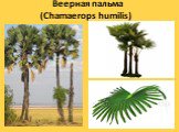 Веерная пальма (Chamaerops humilis)