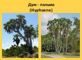 Дум - пальма (Hyphaene)