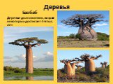 Деревья. Баобаб Деревья-долгожители, возраст некоторых достигает 4-6 тыс. лет