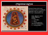 Схема строения вируса иммунодефицита человека: 1 — капсомеры; 2 — геном; 3 — липопротеиновая оболочка (суперкапсид); 4 — гликопротеиды. Другими словами, вирус после образования, выходя из лимфоцита, открывает часть его клеточной оболочки и упаковывается в неё.