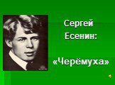 Сергей Есенин: «Черёмуха»