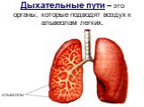 Дыхательные пути – это органы, которые подводят воздух к альвеолам легких. АЛЬВЕОЛЫ