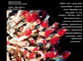 Кроме них, а еще ряда простейших и разных типов барофильных бактерий, на дне впадины обитают еще и беспозвоночные в длинных хитиновых трубках, корненожки с цитоплазматическим телом и черепашкой (фораминиферы), равноногие раки, брюхоногие моллюски…