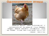 Одомашненные птицы. Домашняя курица— самый многочисленный и распространённый вид домашней птицы. Человеком выведено большое количество разнообразных пород кур. Разводят их ради мяса и яиц, кроме того, от них получают перо и пух.