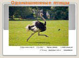 Африканский страус— бескилевая нелетающая птица, одомашнена человеком