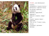 ПАНДА, или бамбуковый медведь, встречается только в густых бамбуковых зарослях Китая. Это редкое животное отличается красивой черно-белой окраской и черными «очками» вокруг глаз. Главное занятие панды – кормежка. Она ест по 12 часов в день, питаясь в основном ростками бамбука.