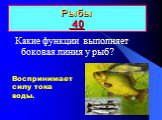 Рыбы 40. Воспринимает силу тока воды. Какие функции выполняет боковая линия у рыб?