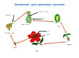 Жизненный цикл цветкового растения. Проросток Тычинка Цветок Пыльцевые зерна Зрелый пестик пыльцевая трубка завязь пестик тычинки