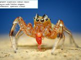 Портрет взрослого самца паука-скакуна вида Tutelina elegans, поедающего красного клеща.