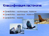 Классификация ластоногих. Семейство настоящие тюлени Семейство ушастые тюлени Семейство моржи
