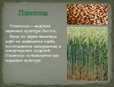 Пшеница. Пшеница — ведущая зерновая культура России. Мука из зёрен пшеницы идёт на выпекание хлеба, изготовление макаронных и кондитерских изделий. Пшеница используется как кормовая культура.