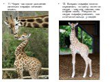 11. Через час после рождения детеныш жирафа начинает ходить. 12. Возраст жирафа можно определить по цвету пятен на шкуре – чем они темнее, тем старше особь. Рисунок на шкуре жирафа уникален, как отпечатки пальца у людей.