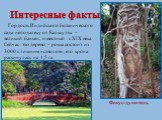 Интересные факты. Гордость Индийского ботанического сада неподалеку от Калькутты – великий баньян, известный с XIX века. Сейчас это дерево – роща состоит из 3000 с лишним «стволов», его крона раскинулась на 1,5 га. Фикус-душитель.