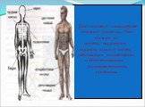 Тело человека- сложнейшее создание природы. Оно состоит из скелета, внутренних органов, кожи, и систем, работающих согласованно и обеспечивающих жизнедеятельность организма.