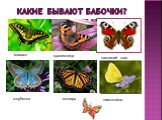 Какие бывают бабочки? монарх махаон павлиний глаз крапивница лимонница голубянка