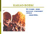КАКАО-БОБЫ. Из плодов какао вручную извлекают семена – какао-бобы.