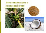 Кокосовая пальма и кокосовый орех