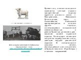 http://www.rosagroleasing.ru/ovci/askeniy.php. Кроме того, в животноводстве выведены ценные высоко продуктивные породы крупного рогатого скота — Костромская, Казахская белоголовая, овец — Асканийская, Казахский архаромеринос и многие другие породы, отличающиеся повышенной жизнестойкостью в разнообра